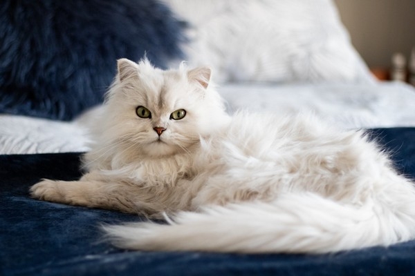 Γάτες Περσίας: Tι πρέπει να γνωρίζετε